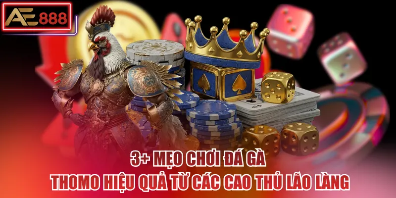 3+ mẹo chơi đá gà Thomo hiệu quả từ các cao thủ lão làng